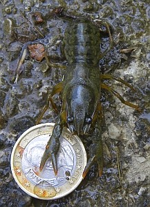 White-clawed Crayfish - juvenile © Teresa Farino